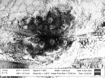 Media type: image;   Invertebrate Zoology 32029 Description: SEM image of specimen.;